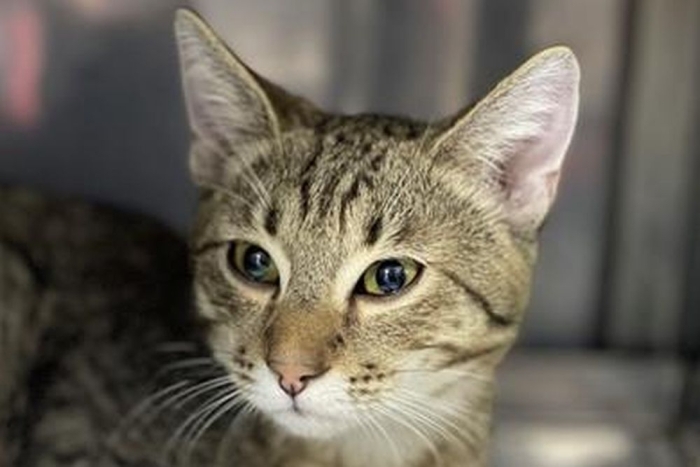 Тесей (1633з-26к)