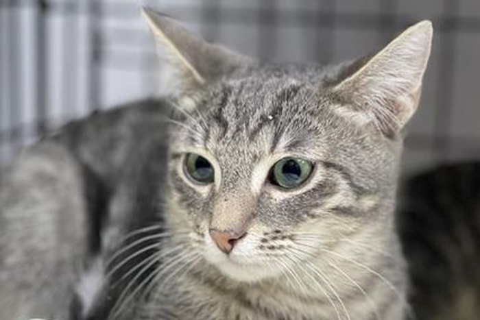 Тибор (1634з-26к)