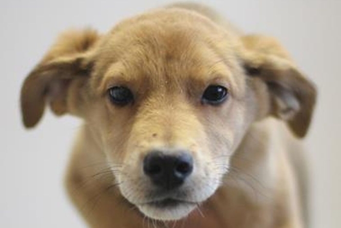 Тимьян (2243з-26с)