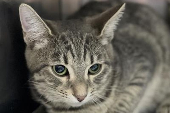 Тинки (1631з-26к)