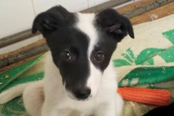 Тинта (2207з-25с)