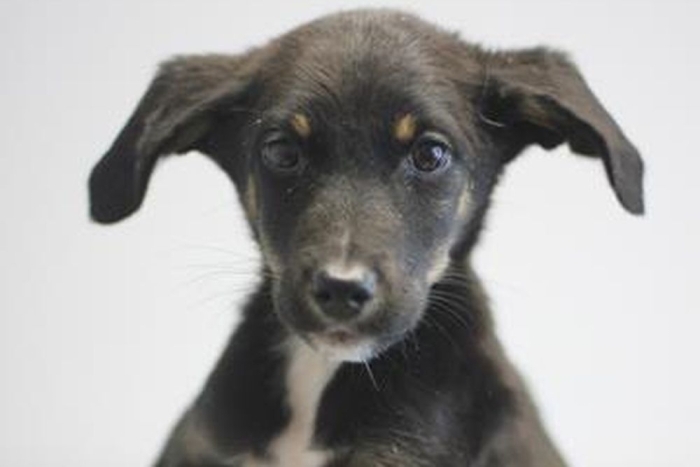 Тирамису (2237з-26с)