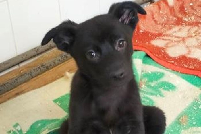 Томира (2210з-25с)