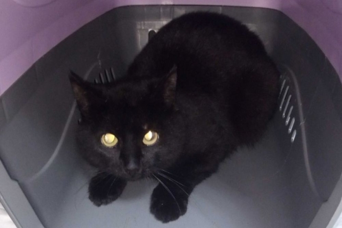 Тревор (1567-25к)