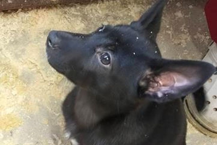 Триана (2212з-25с)