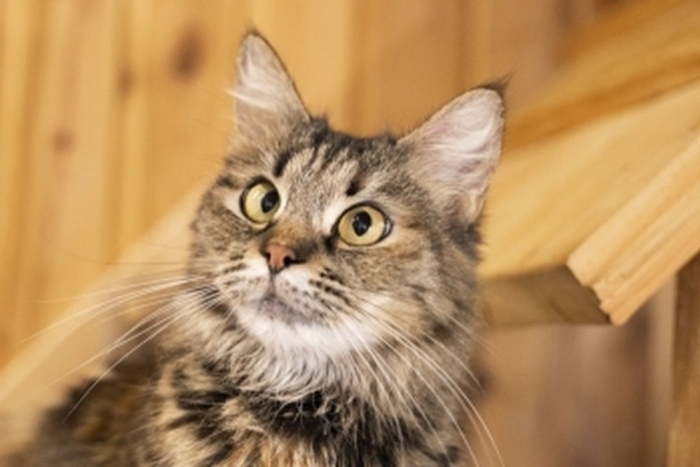 Ванесса ( 1470з-25к)