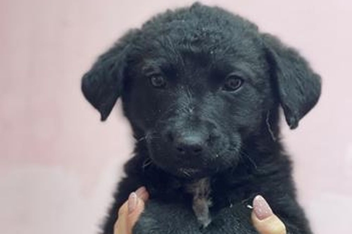 Вербена (2264з-26с)