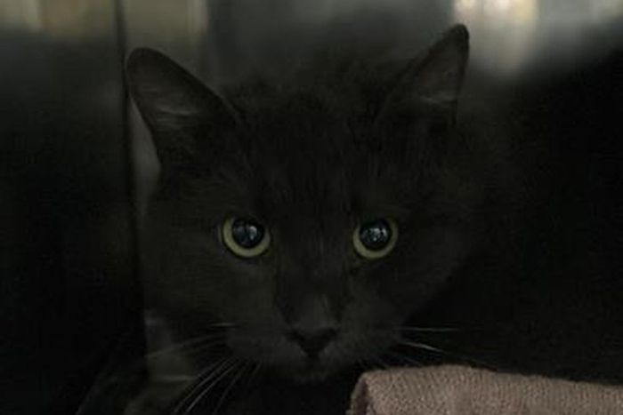 Ватсон (1625з-25к)