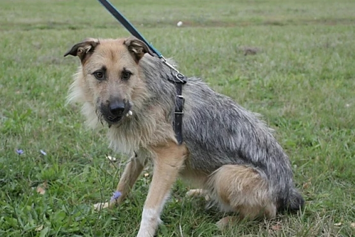 Бренди (985з-17)