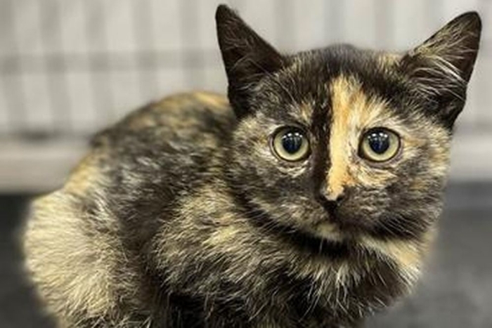 Забава (1600з-25к)