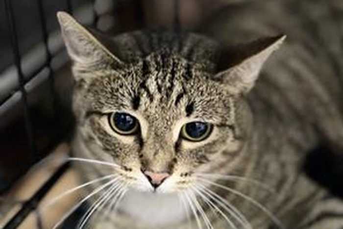 Зейн (1598з-25к)