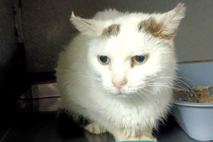 Зюзя (1570-25к)