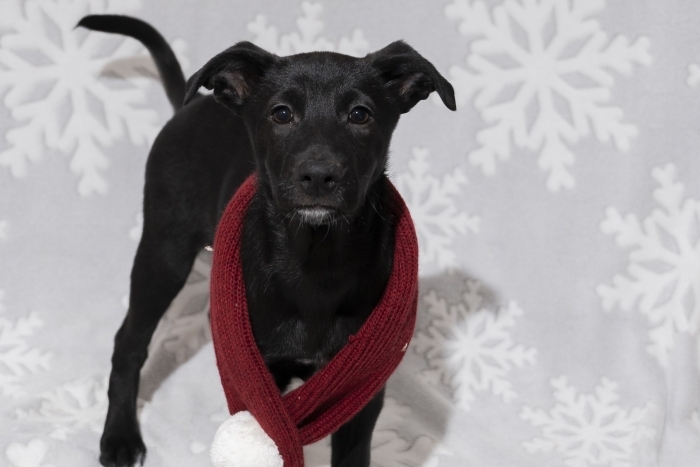 Триана (2212з-25с)