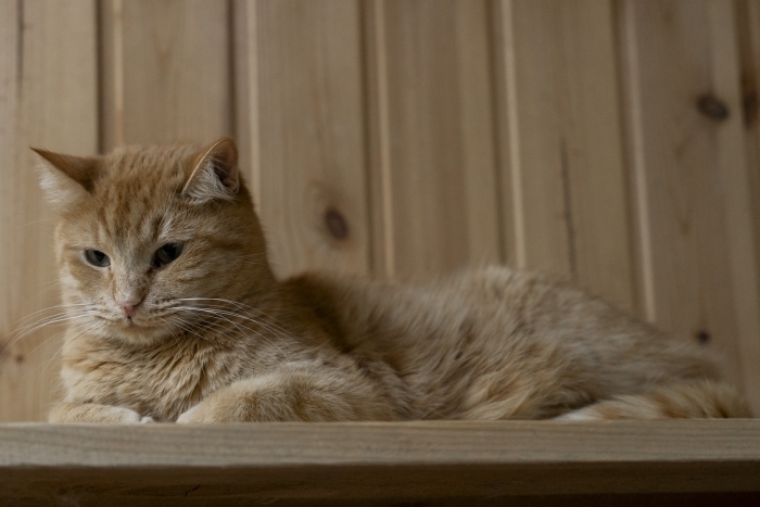 Авель (1292з-24к)