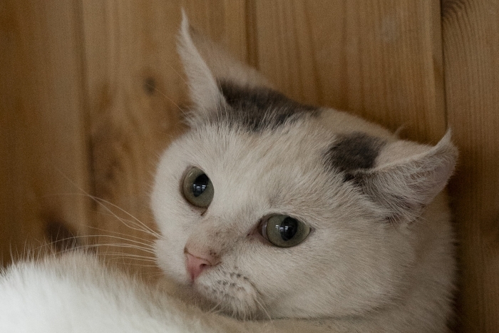 Нора (1560з-25к)