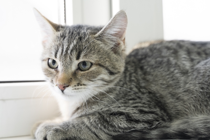 Густаф (1483з-25к)