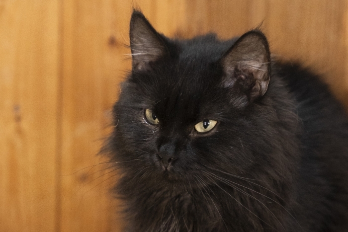 Валдай (1487з-25к)