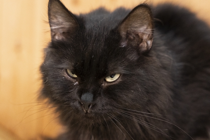 Валдай (1487з-25к)