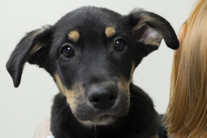 Атай (2199з-25)