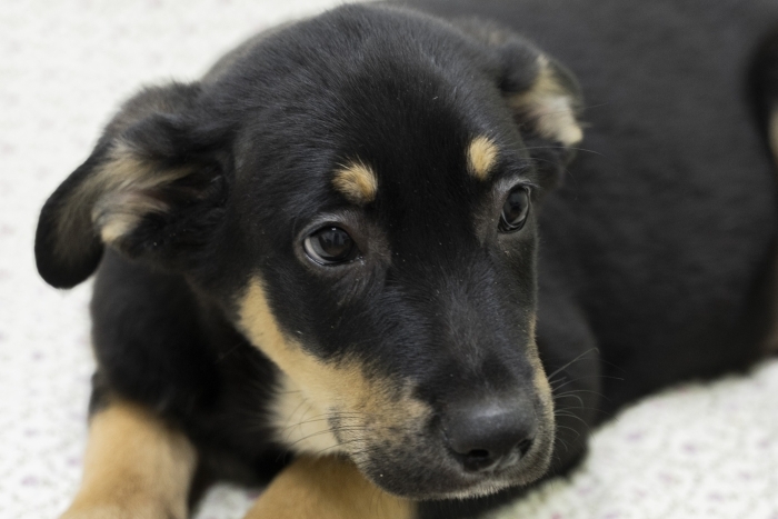 Арракс (2196з-25)