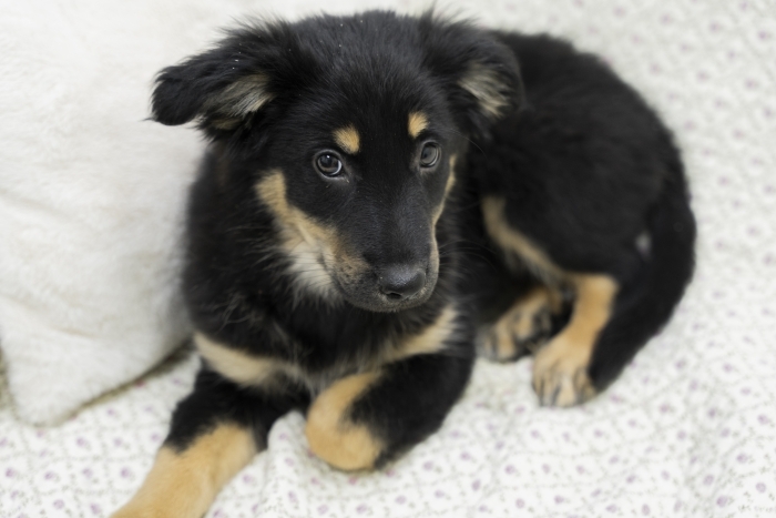 Аруна (2202з-25)