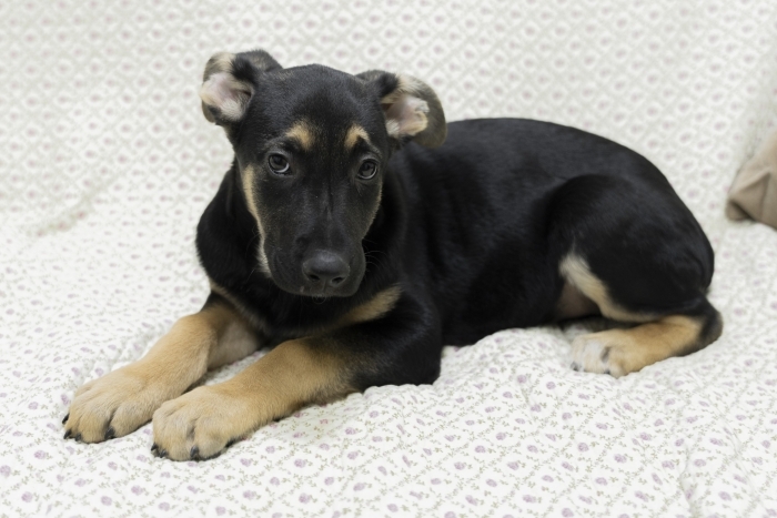 Айрис (2201з-25)