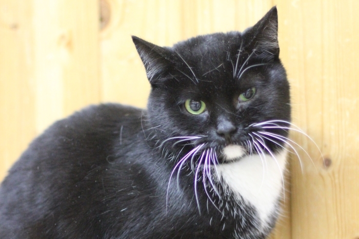 Камыш (839з-22к)