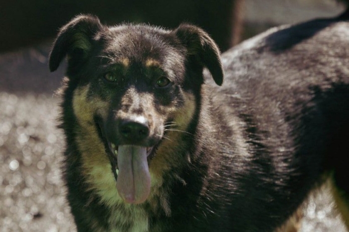 Сандра (1970з-23)