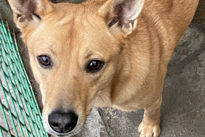 Хатанга (1941з-22)