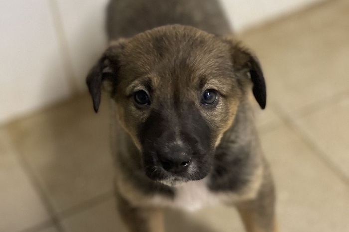 Дайнез (2213з-25с)