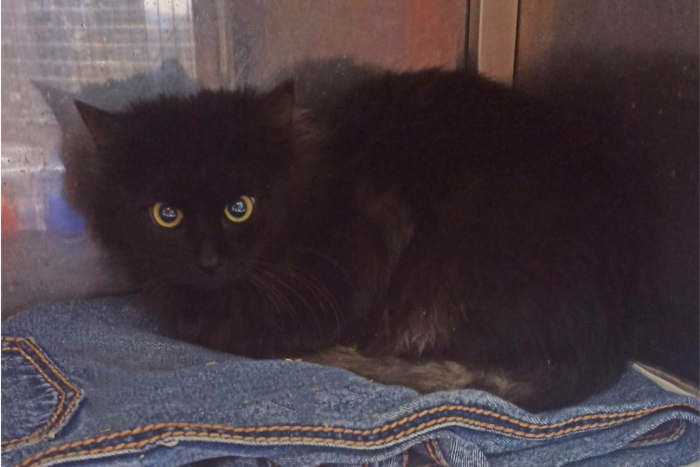 Макиато (1610з-25к)