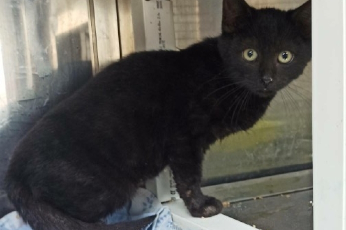 Гарик (1611з-25к)