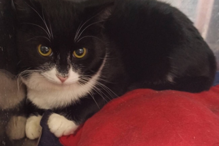 Фазер (1608з-25к)