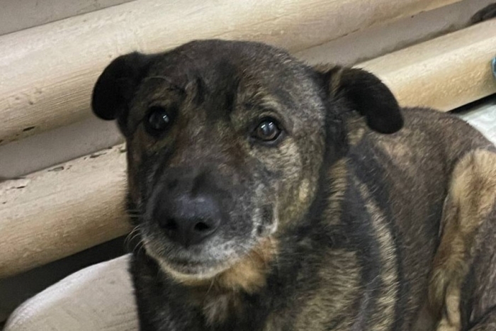 Джордан (916з-17)