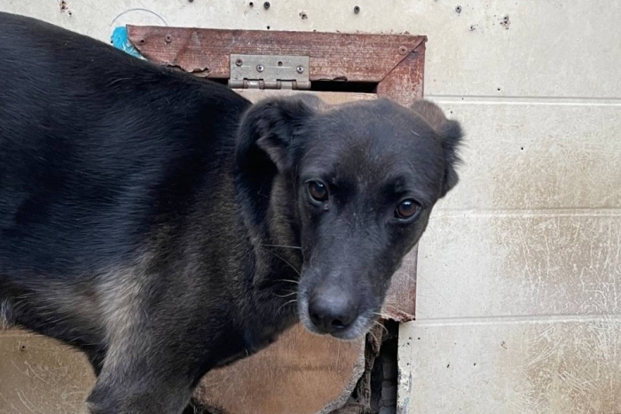 Глафира (1272з-18)