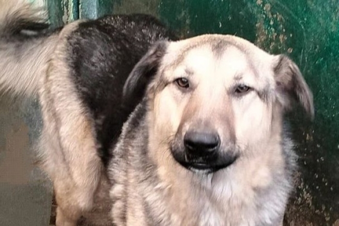 Мухтарик (2028з-24)