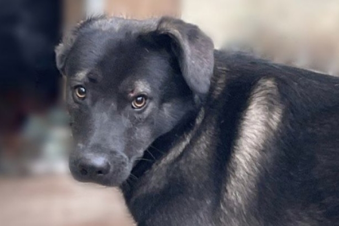 Зяма (1932з-22)