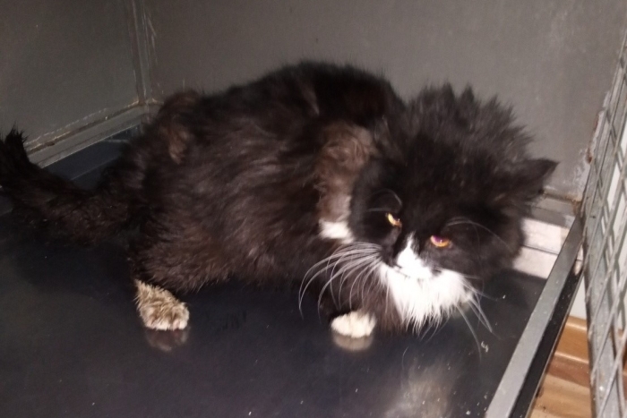 Бармалей (1585-25к)