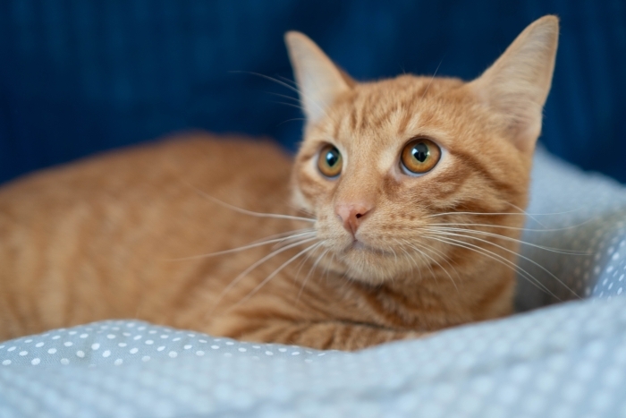 Джинджер (1528-25к)