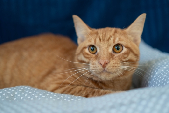 Джинджер (1528-25к)