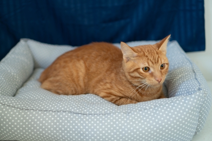 Джинджер (1528-25к)