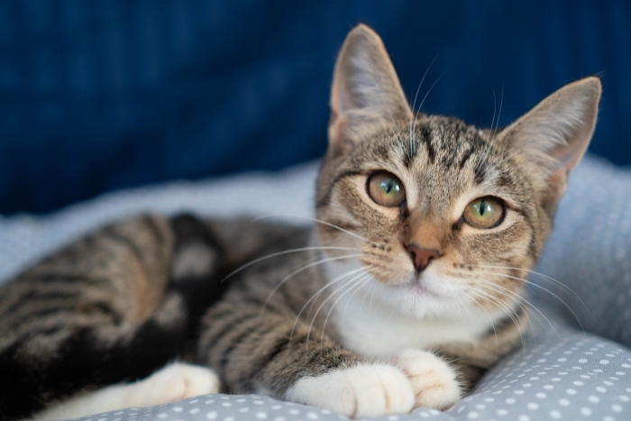 Эльза (1548-25к)