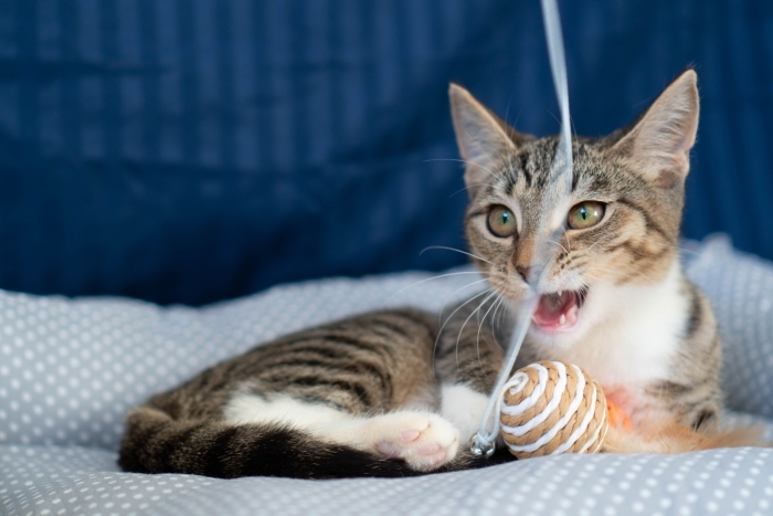 Эльза (1548-25к)