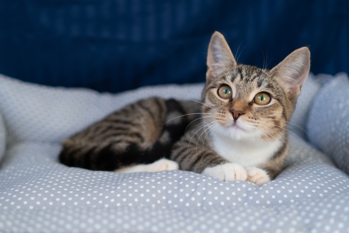 Эльза (1548-25к)