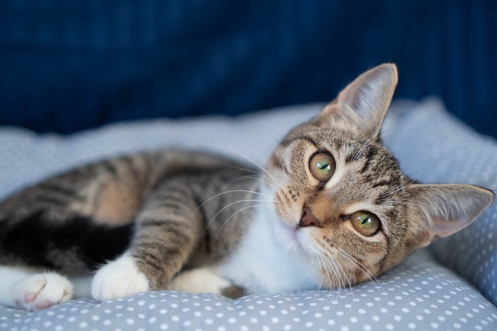 Эльза (1548-25к)