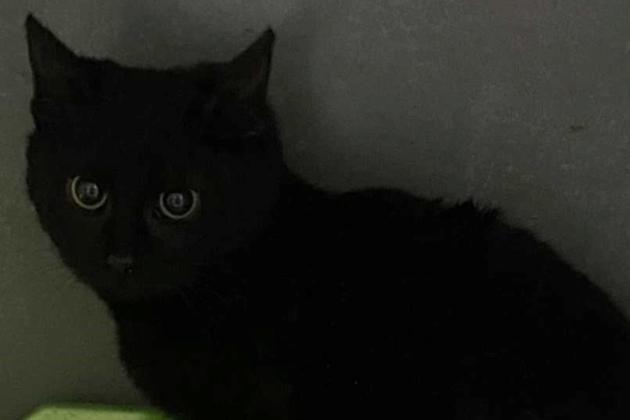 Глазунья (1584-25к)