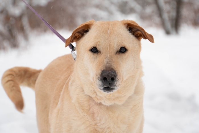 Карамелька (1752-25)