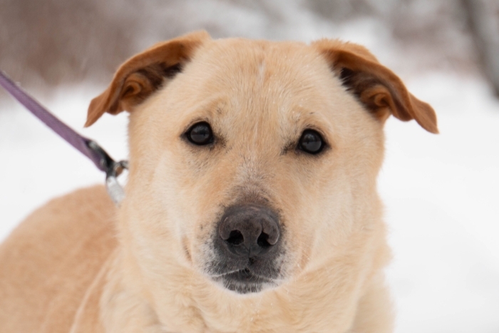 Карамелька (1752-25)