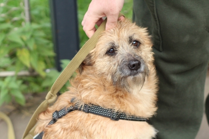 Кэрри (1762-25)