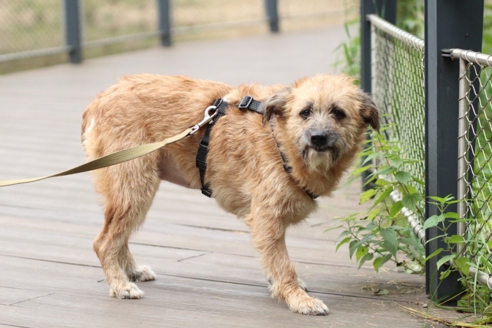 Кэрри (1762-25)